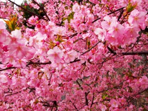 1424495670_photo