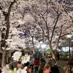 京都祇園白川の桜