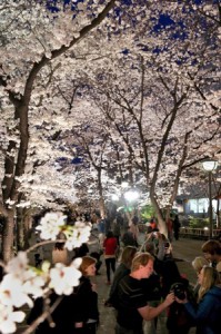 京都祇園白川の桜