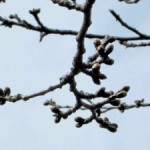 PK2015031702100045_size0