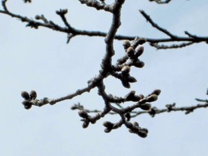 PK2015031702100045_size0