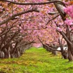 o04000265sirabee0228sakura-400x265