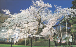 石割桜