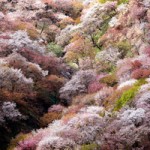 吉野山