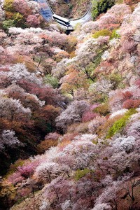 吉野山