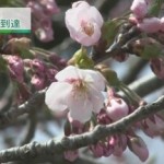北海道松前町 松前公園