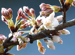盛岡地裁前 石割桜