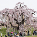三春滝桜