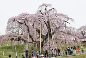 三春滝桜