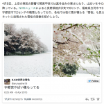 雪桜