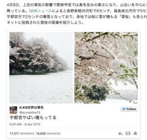 雪桜